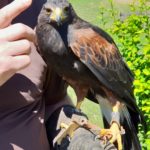 Bell - Harris Hawk - Jagdschule Schüttler